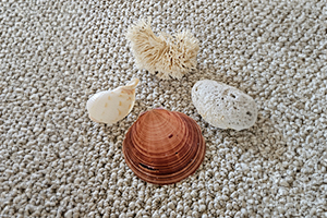 Sea shells